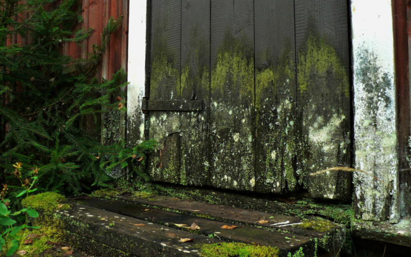 Mold