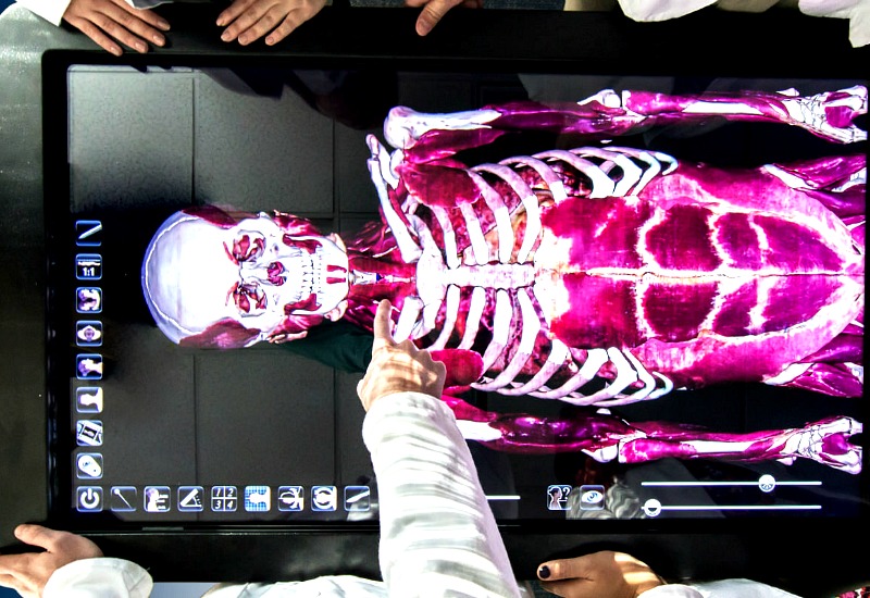 Dissection