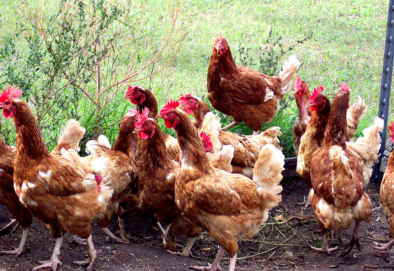 Chickens