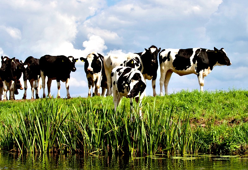 Cows