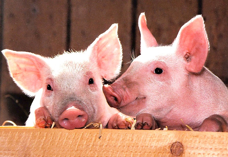 Pigs