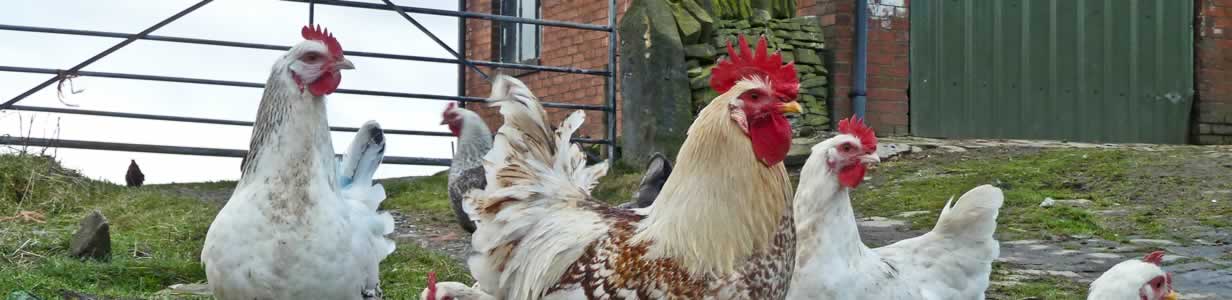 Salmonella Outbreaks: Who's Watching the Hens?e