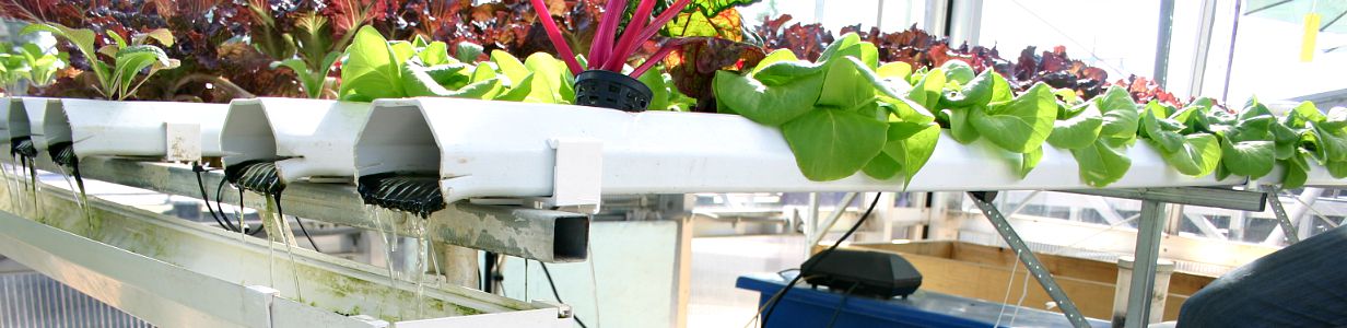 Aquaponics: A Waterway to a Healthier Future?